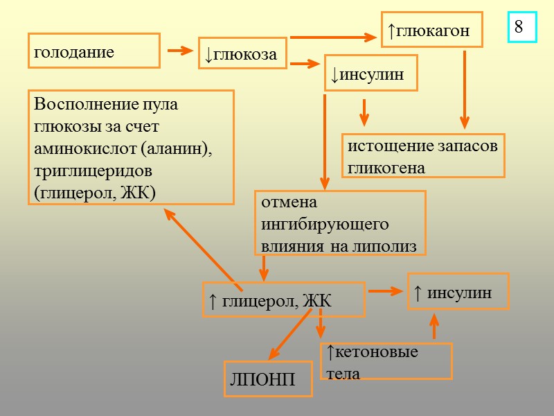 голодание истощение запасов гликогена отмена ингибирующего влияния на липолиз ↓глюкоза ↓инсулин ↑глюкагон Восполнение пула